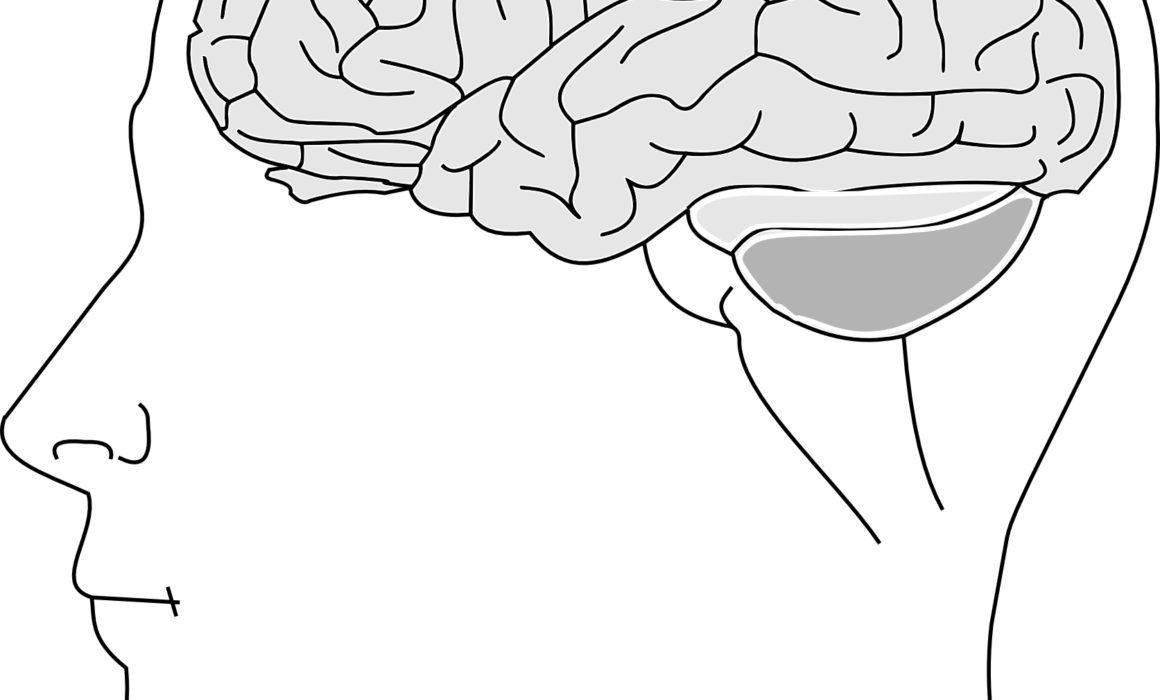 Brain health and nutrition